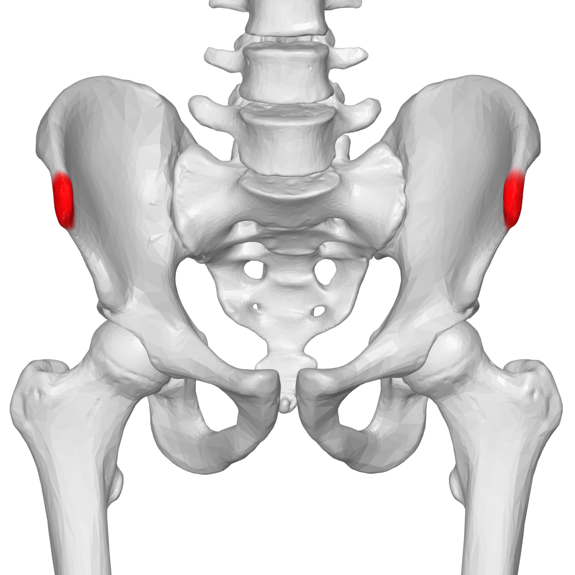 Подвздошная кость отдел. Asis anterior iliac Spine.. Лобковая кость анатомия на скелете. Кости таза анатомия подвздошная кость. Тазовая кость подвздошная кость.